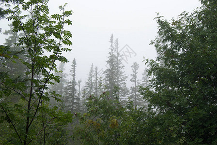 乌拉尔阴雨天气云界之上的山林图片