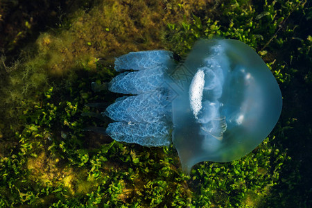 海蓝色水母在水中图片