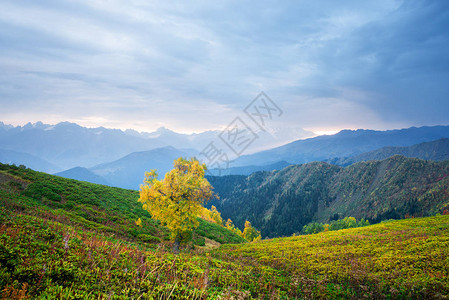 在斜坡Mkheer山上的Birch森林图片