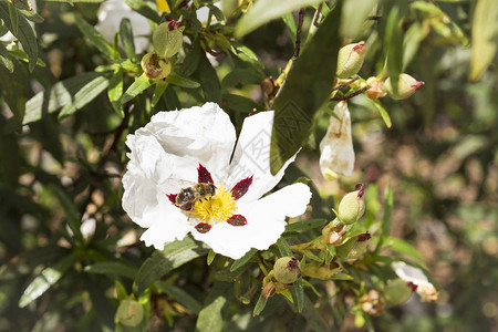 蜜蜂以花粉和花蜜为食花授粉图片