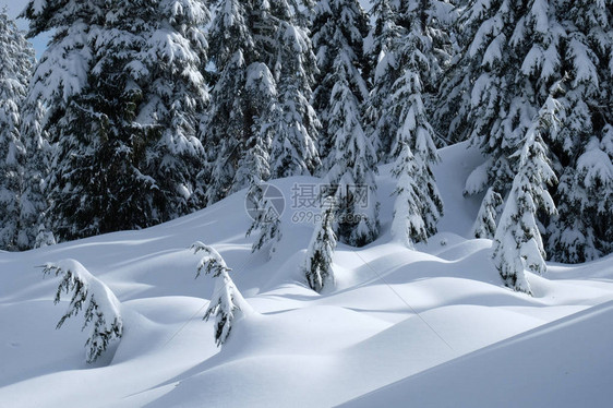 树木覆盖着新鲜的雪温哥华附近松鸡山上美丽的雪原不列颠哥伦比图片