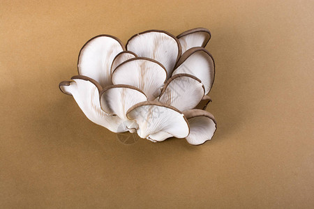 平菇或平菇作为容易栽培的蘑菇背景图片