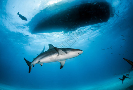 照片显示巴哈马的加勒比海珊瑚礁鲨鱼在高清图片