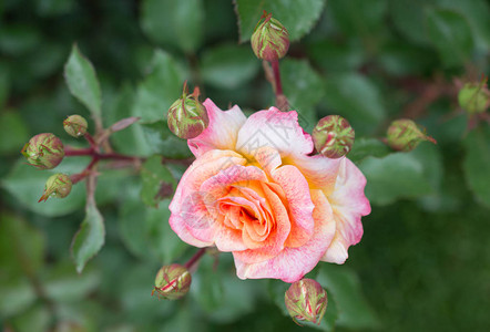 春天花园里盛开的玫瑰图片