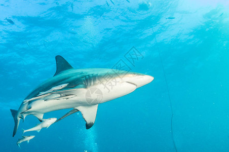 照片显示南非的黑岩礁鲨鱼图片