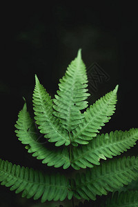 蕨叶自然绿色深调图片
