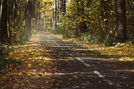 秋季风景农村道路空旷图片