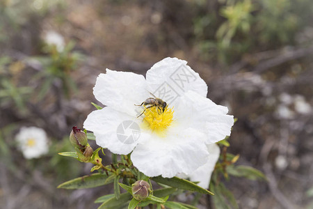 蜜蜂以花粉和花蜜为食花授粉图片