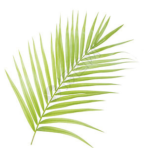 孤立的绿色棕榈叶背景图片