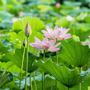 花园公里盛开的莲花背景图片