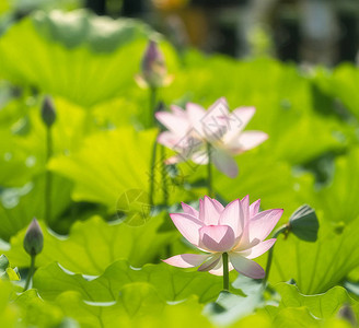 池塘里盛开的莲花或睡莲花图片