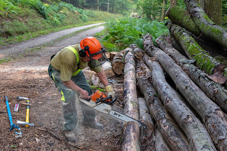 伐木工人在森林里用电锯砍树图片