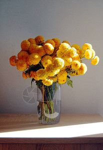 一束美丽的黄菊花图片