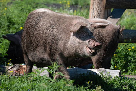 肮脏的猪在田里吃草图片