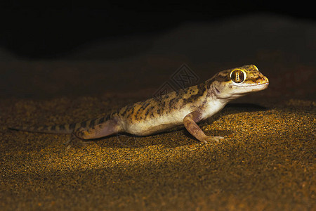 印度拉贾斯坦邦山姆沙漠的SindSandGecko图片