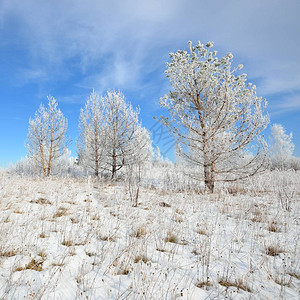 俄罗斯冬季农村地区雪和的松树覆图片