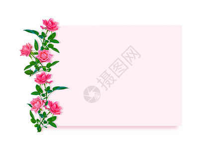 鲜艳的花朵玫瑰天然花卉背景图片
