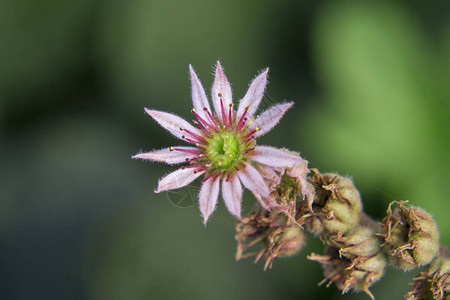 普通的韭菜花绽放着散景图片