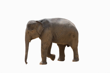 亚洲大象在白色和剪切图片