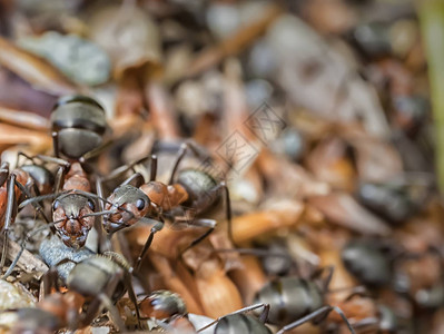 自然之美花园里的蚂蚁特写图片
