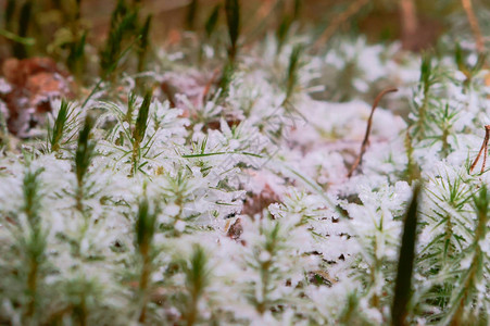 冰下青苔地衣上雪霜图片