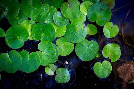水面上的小绿色浮草叶子背景图片