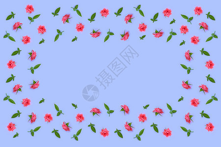 鲜艳的花朵玫瑰天然花卉背景图片