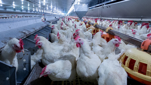 养鸡的养鸡场以养殖类白鸡养殖为目的畜牧业住宅经营的室内住宅在内生产图片