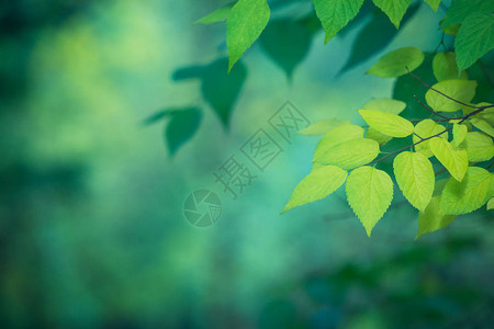 黄叶在明亮绿色背景的绿化背景下以示图片