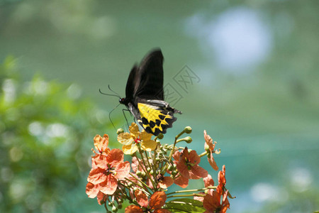 马来西亚的蝴蝶背景图片