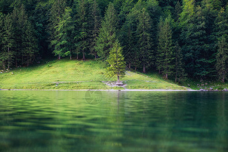 瑞士的森林和湖泊森林和水面上的倒影夏图片