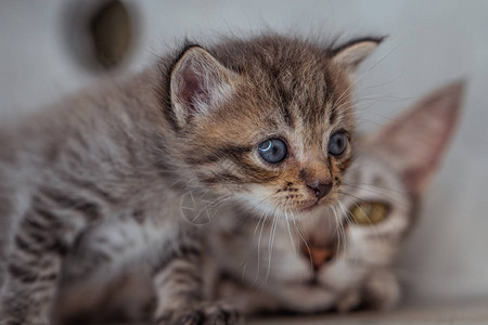 美丽的灰色母猫室内小猫图片