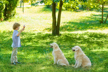 两只狗当着主人的面看着一个小男孩举起的手在冰淇淋上可爱的红发孩子图片