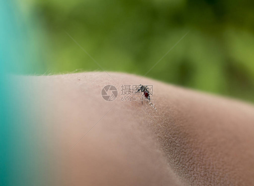 蚊子在吸血的人体手图片