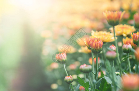 花园中的橙和黄色菊花美丽的登德兰特美花背景和有图片