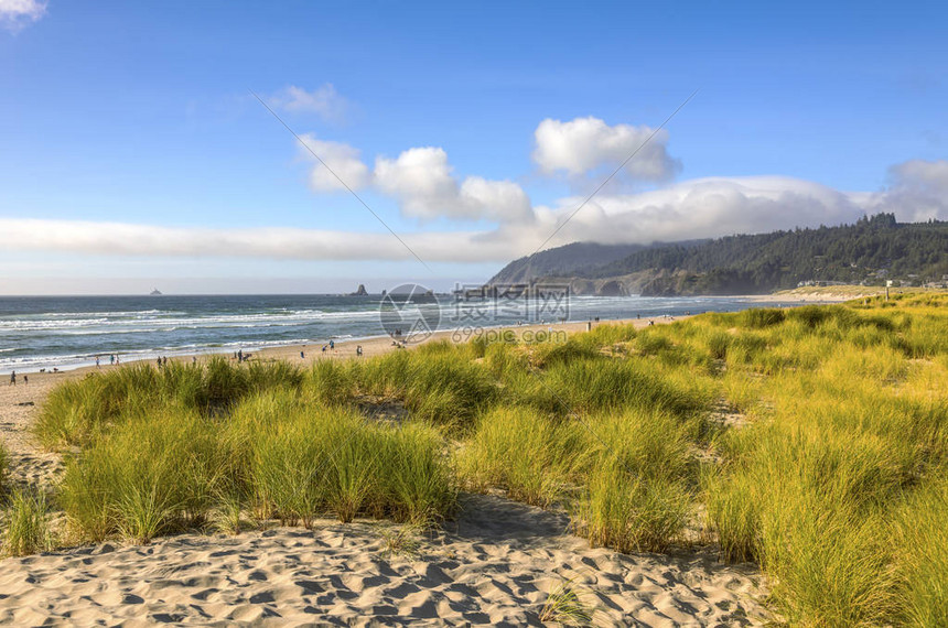 佳能海滩草沙和冲浪景观俄勒冈海岸图片