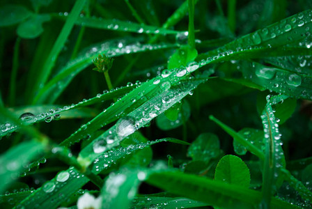 雨水在新鲜草地上喷洒水分清晨在草地上图片