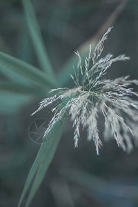 植物的软形象自然植图片