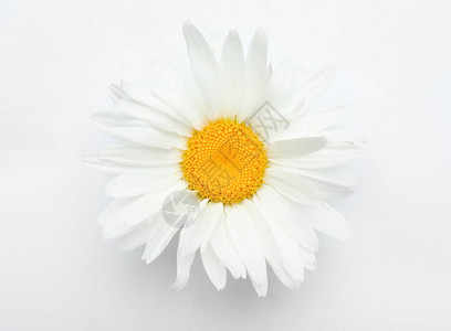 白色背景上美丽的洋甘菊花图片