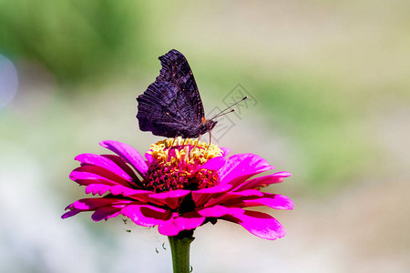黑蝴蝶坐在一朵粉红色的百日草花上图片