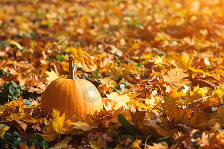 秋叶背景上的橙色南瓜与南瓜的秋天卡片的秋天秋天的心情户外南图片