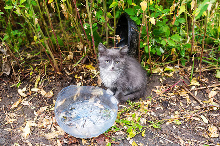 无家可归的饥饿小猫躺在肮脏的湿地上图片