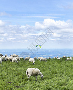 在山顶吃草的羊群图片