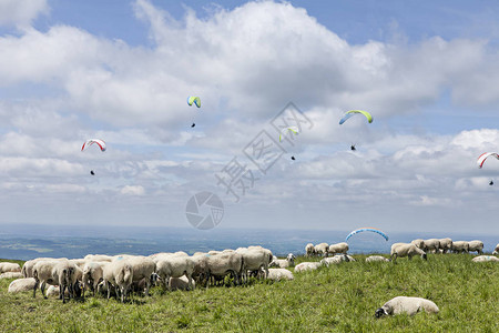 羊群和绵羊图片