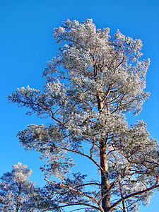 温冬松树覆盖着冰冻图片