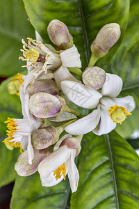 柠檬树花簇带叶子的柑橘花背景图片