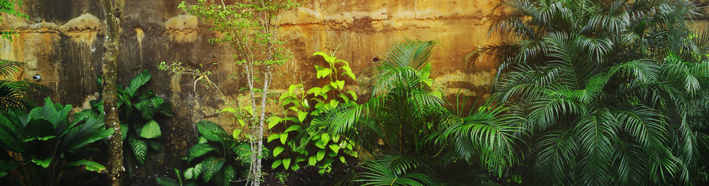 热带绿色植物在岩石附近的网站横幅图片