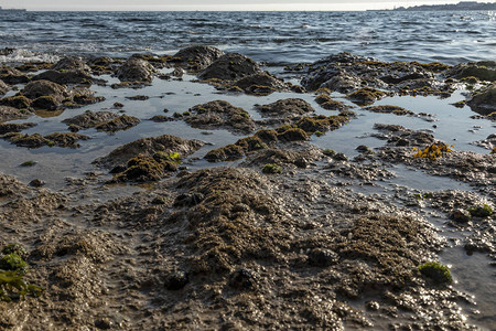 由绿藻和海洋生物组成的海边岩石图片