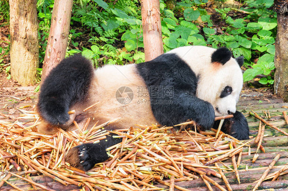 可爱有趣的大熊猫躺在竹笋堆里的特写镜头熊猫在绿色树林中玩耍惊人的野生图片