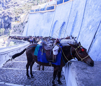 骡子骑着马等待游客圣托里尼岛图片